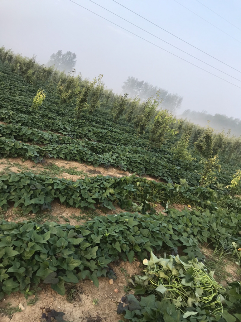 烟薯25大田剪秧，头茬苗10号大量上市啦
