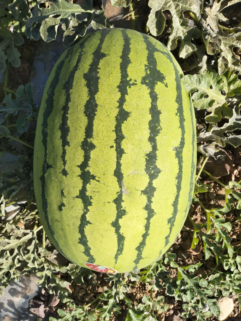 硒砂瓜石头缝里的西瓜沙甜10斤打底！保质保量