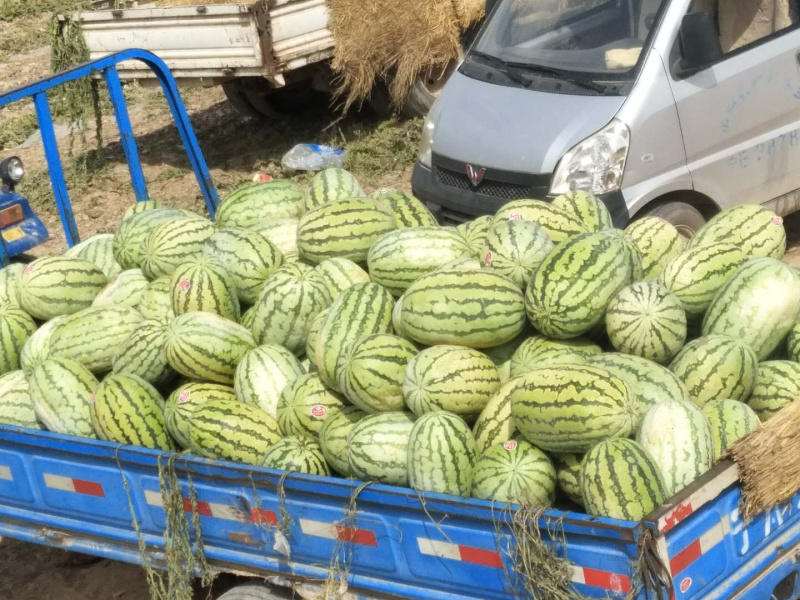 硒砂瓜石头缝里的西瓜沙甜10斤打底！保质保量