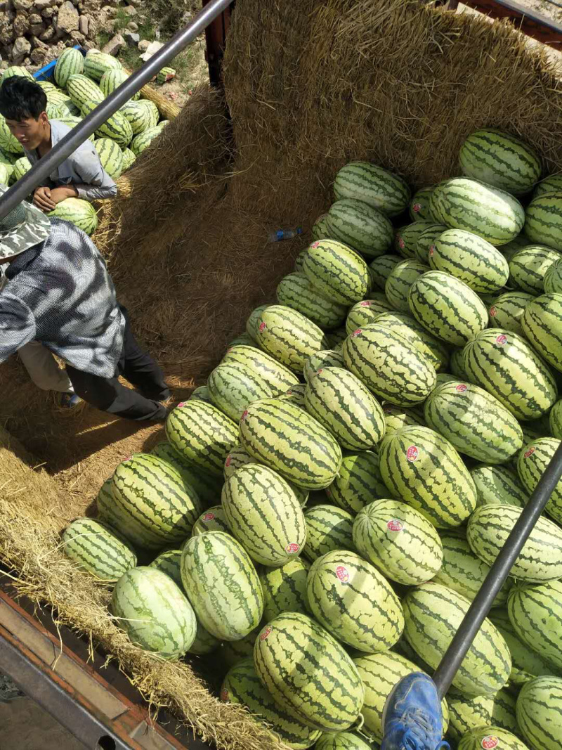 宁夏沙坡头西瓜硒砂瓜保质保量沙甜可口物超所值等你来电