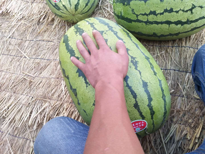 宁夏中卫硒砂瓜10斤打底包熟包量沙甜可口等你来电