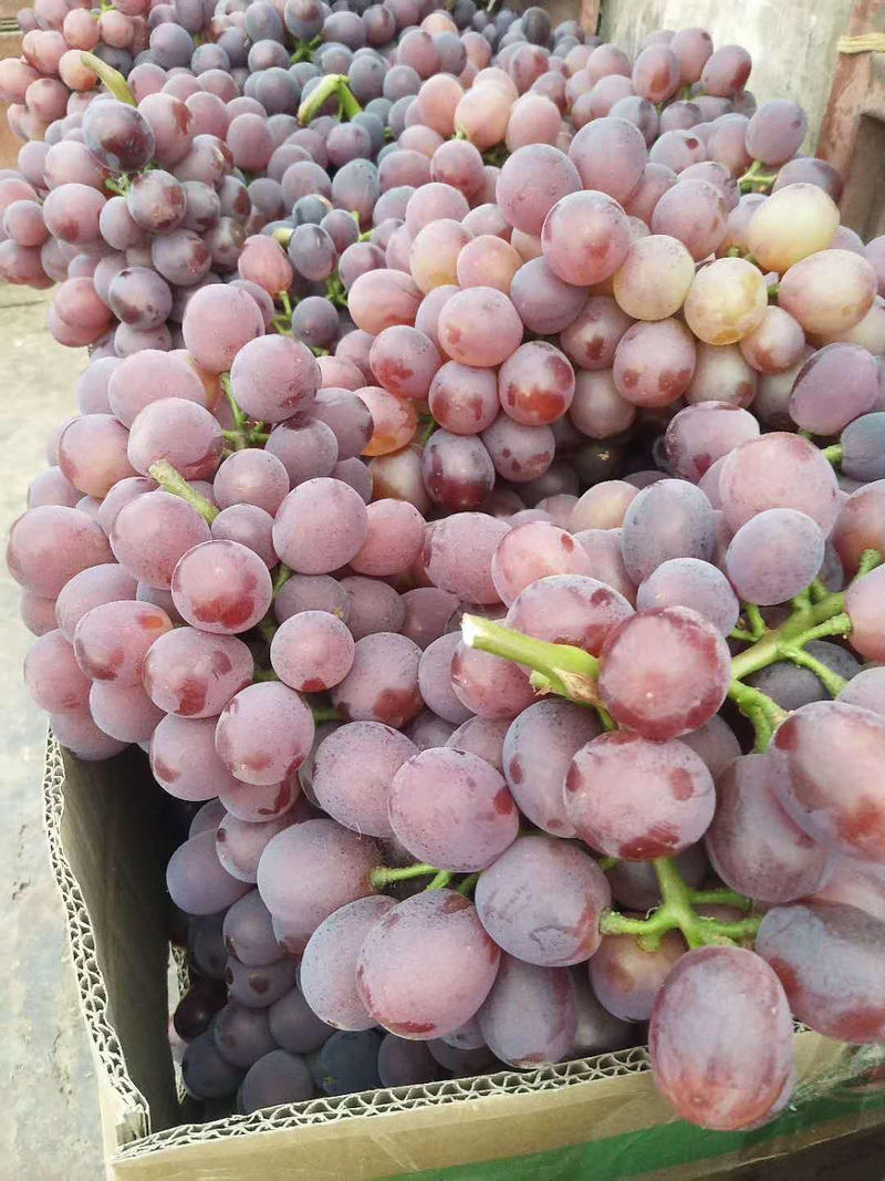 大量供应红无核葡萄，早熟葡萄，物美价廉，
