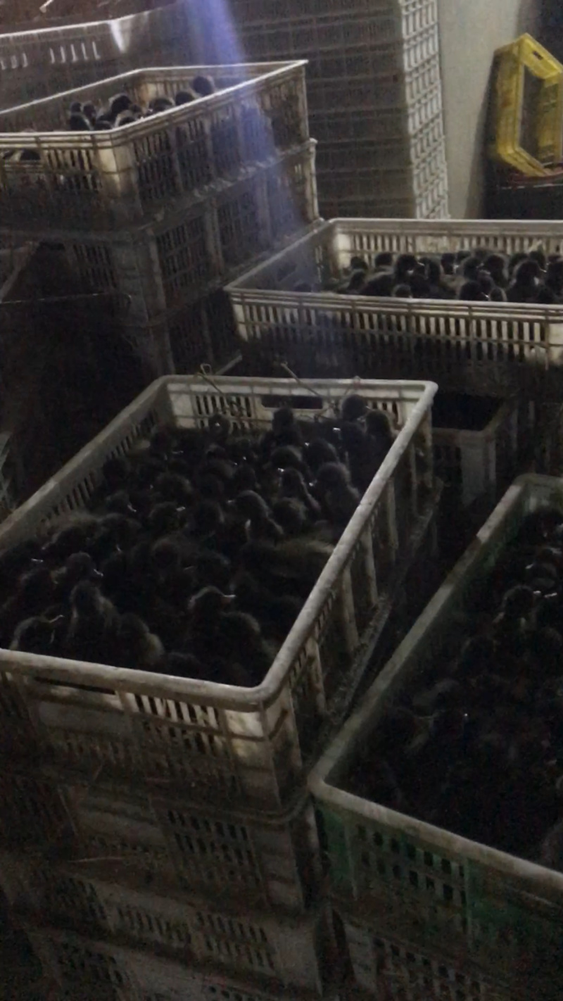 麻鸭苗包防疫包运输量大优惠