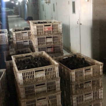 麻鸭苗包防疫包运输量大优惠