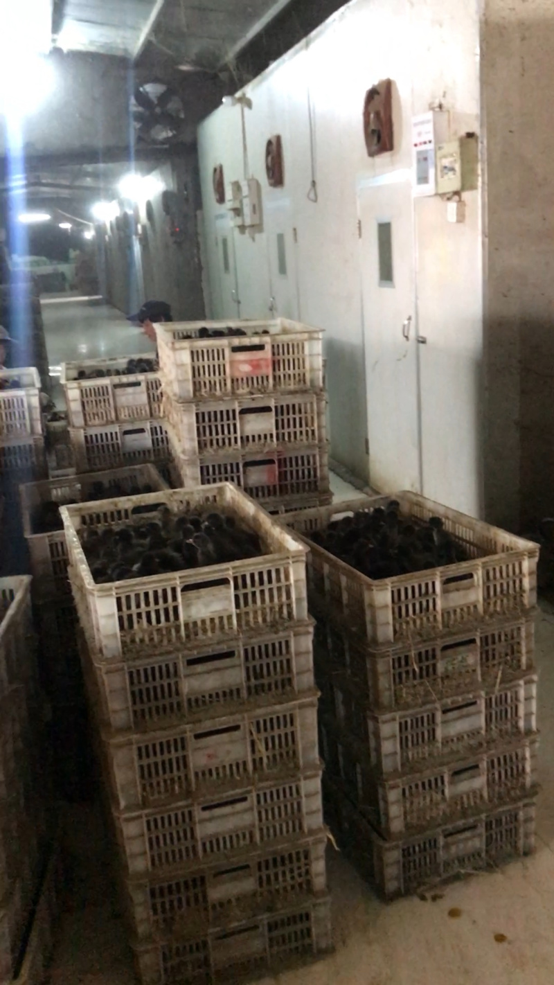麻鸭苗包防疫包运输量大优惠