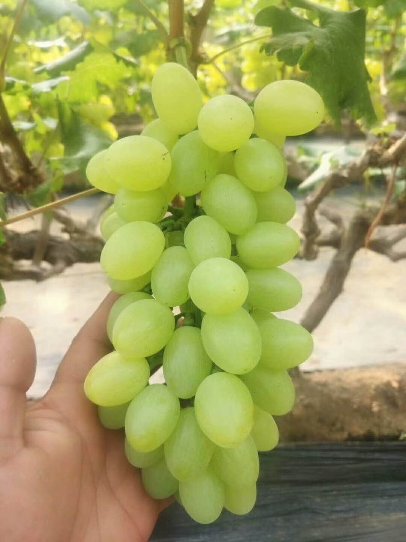 葡萄