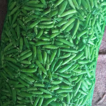 豌豆