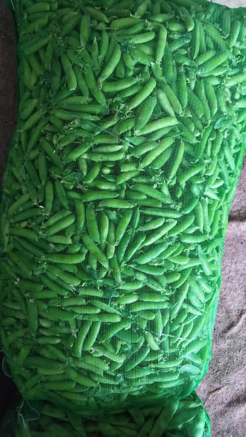 豌豆