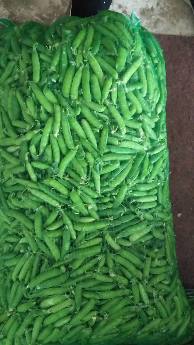 豌豆