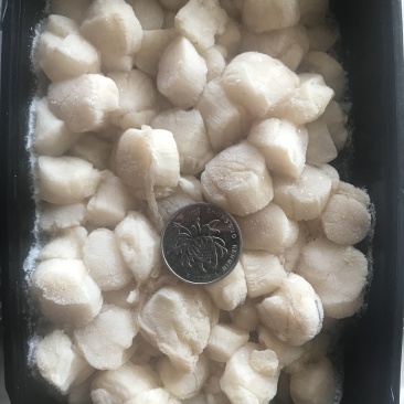 原浆扇贝丁