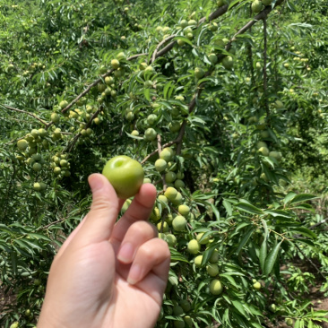 重庆土李子