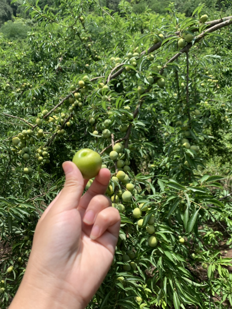 重庆土李子