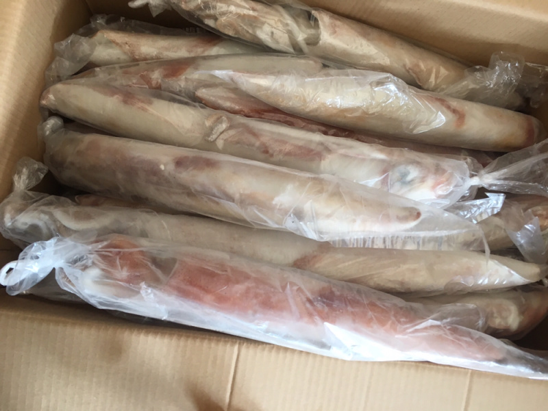 鱿鱼、大管、手钓活鱿鱼、料理刺身店、酒店、会所。。