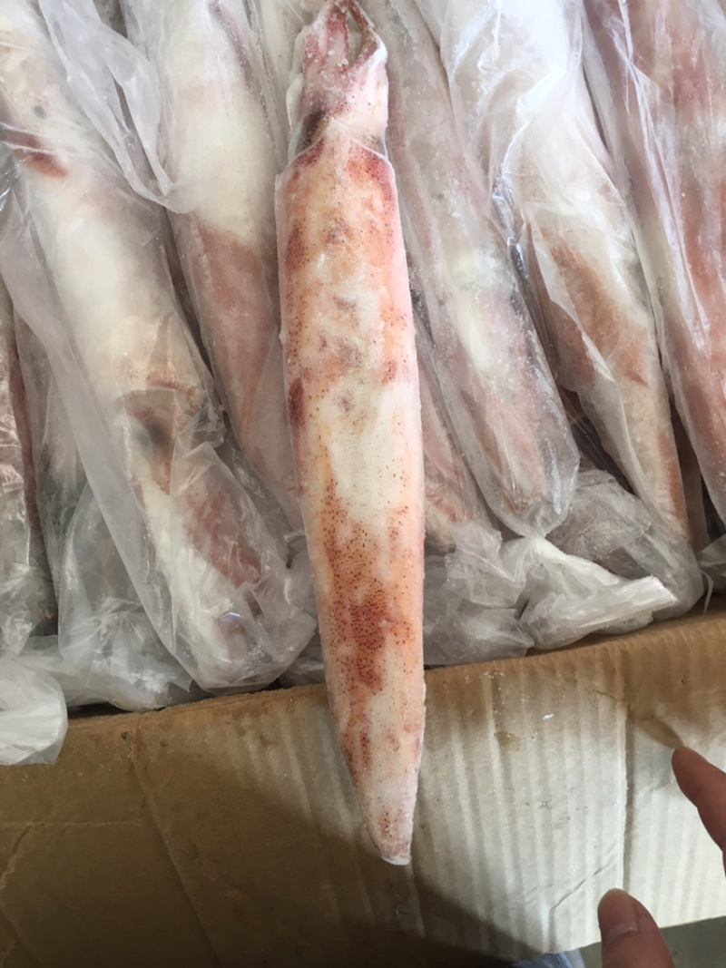 鱿鱼、大管、手钓活鱿鱼、料理刺身店、酒店、会所。。