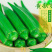 新鲜露天鲜嫩水果黄秋葵蔬菜现摘现发坏老包赔