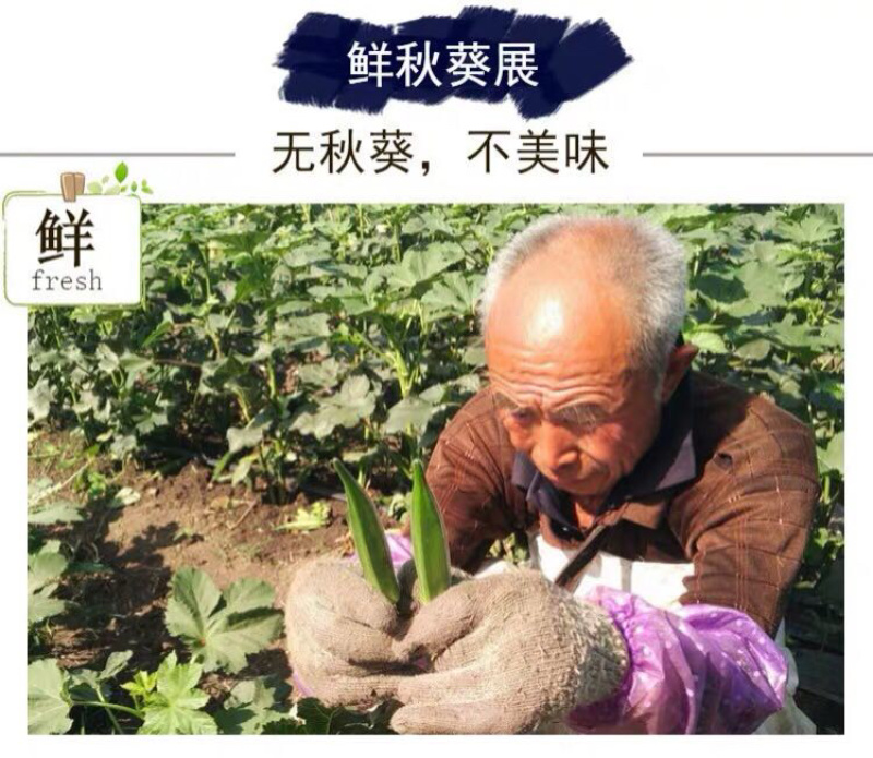 新鲜露天鲜嫩水果黄秋葵蔬菜现摘现发坏老包赔