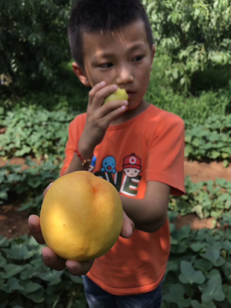 嫁接桃树苗天皇一号桃树苗特大水蜜桃冬桃果树苗地栽当年