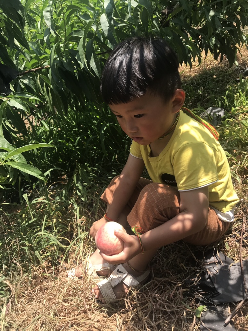 嫁接桃树苗天皇一号桃树苗特大水蜜桃冬桃果树苗地栽当年