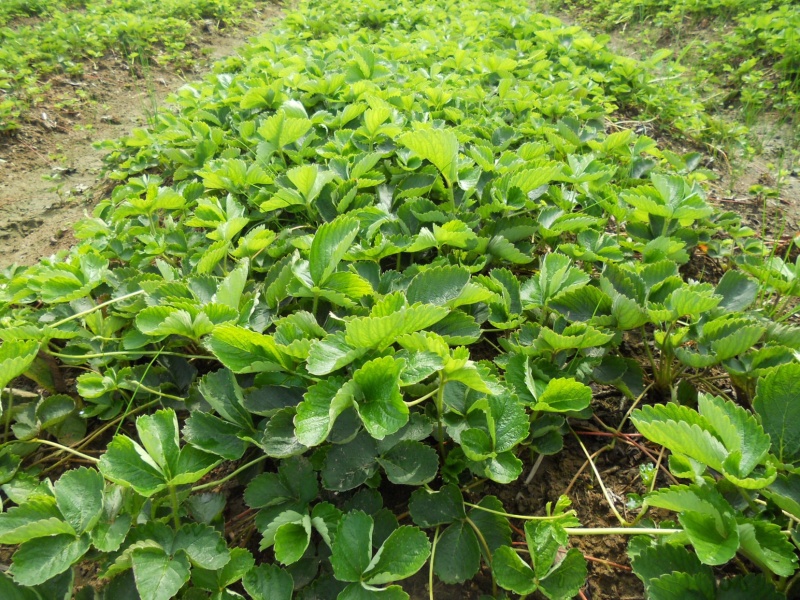 供应香蕉草莓苗红颜奶油章姬盆栽地栽苗品种纯正