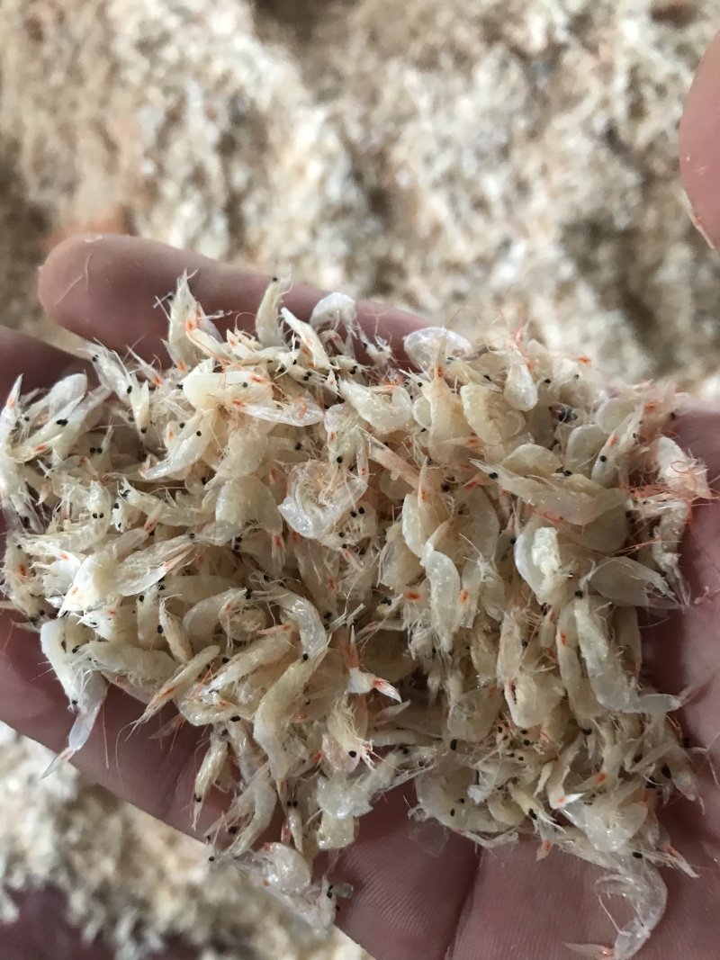 烘干生虾皮