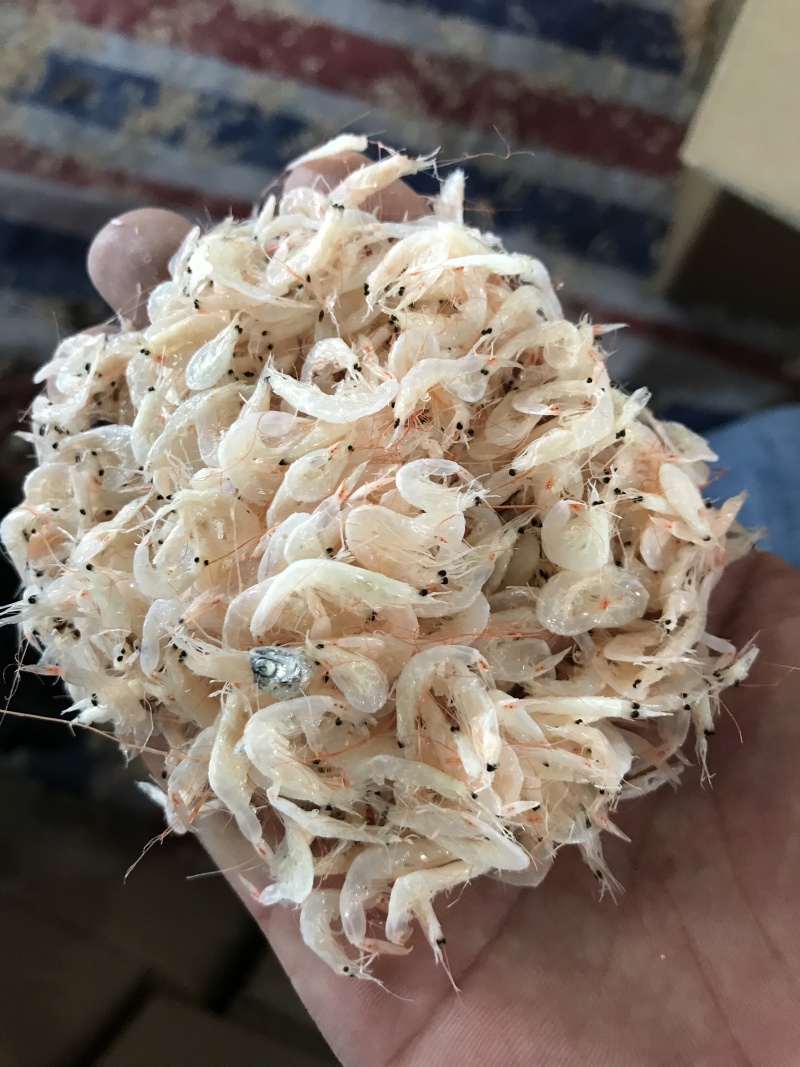 烘干生虾皮