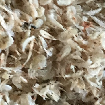 烘干生虾皮