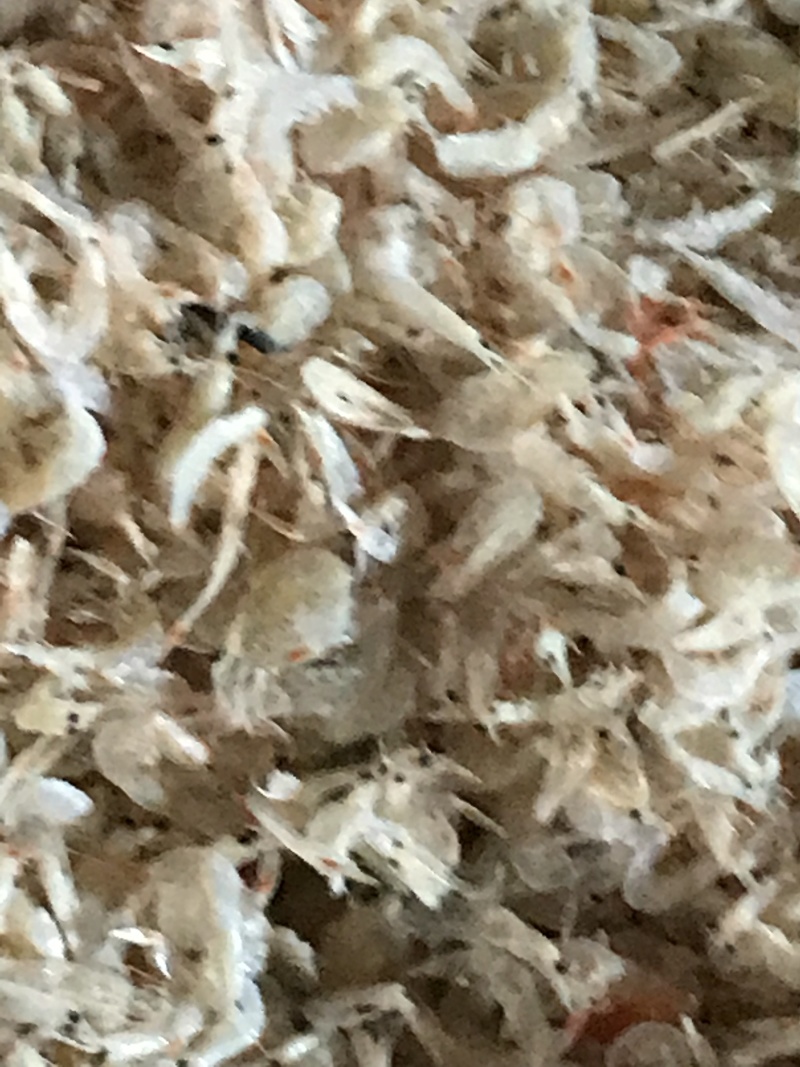烘干生虾皮