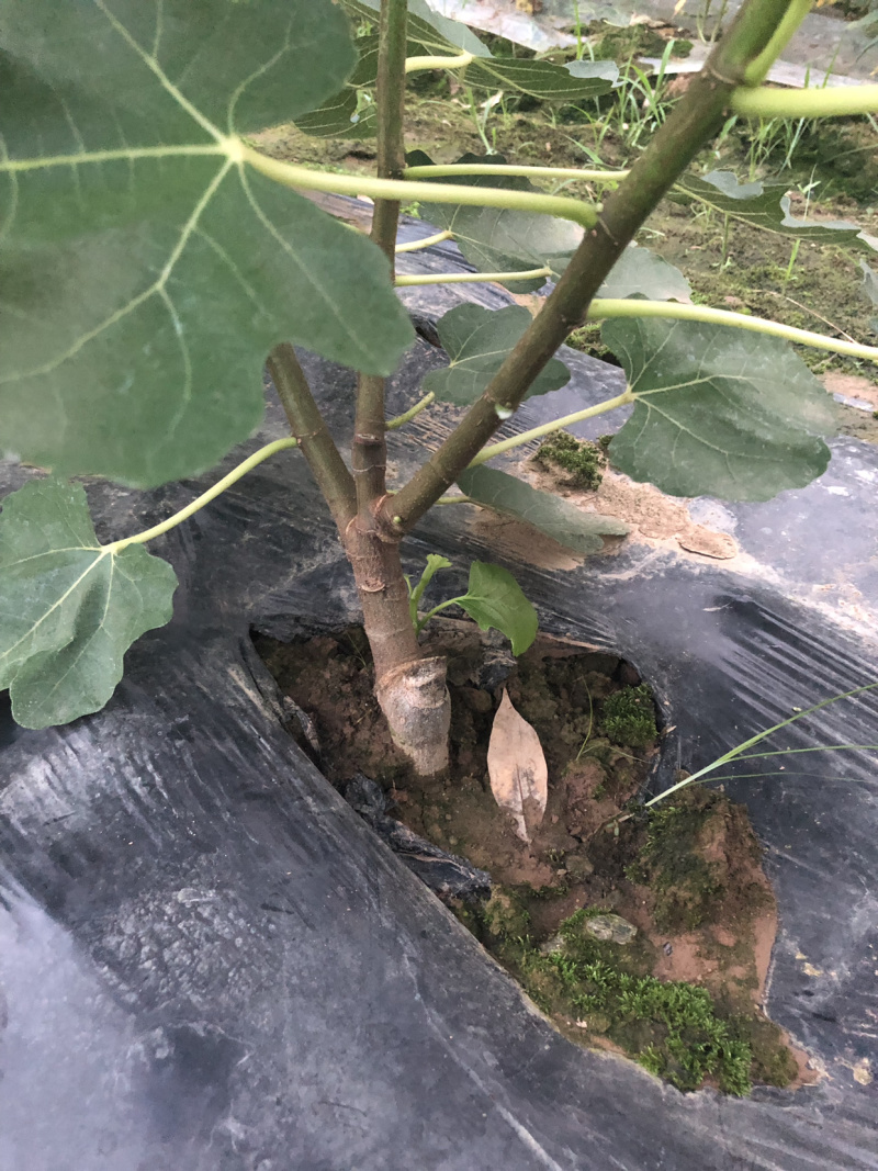 波姬红无花果苗盆栽地栽。南方北方种植无花果苗树苗四季波