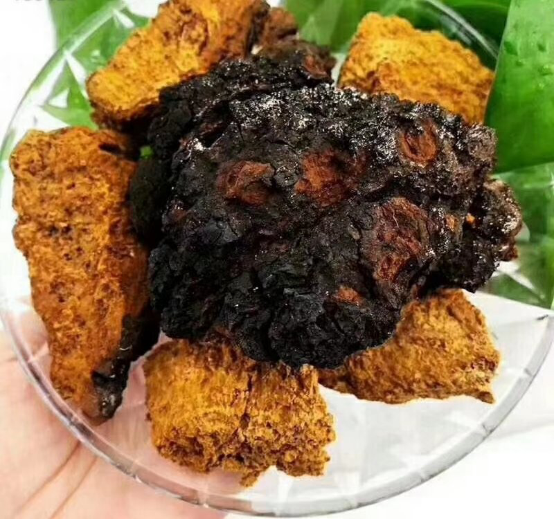各种野生灵芝产地直销