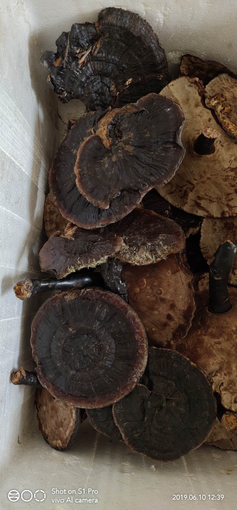 各种野生灵芝产地直销