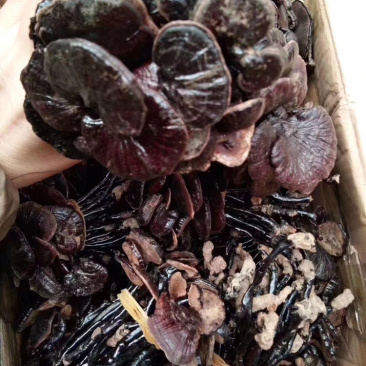 中药材纯野生竹灵芝
