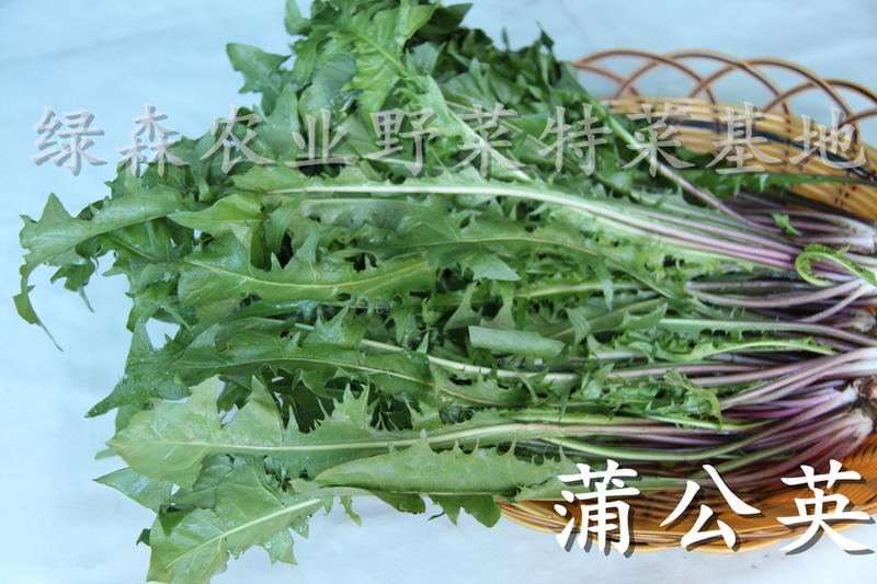 新鲜蒲公英，野菜。