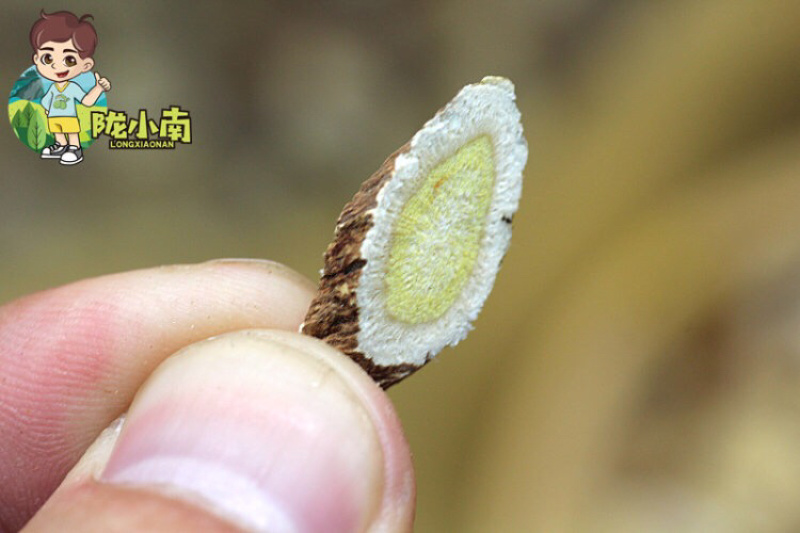红芪片