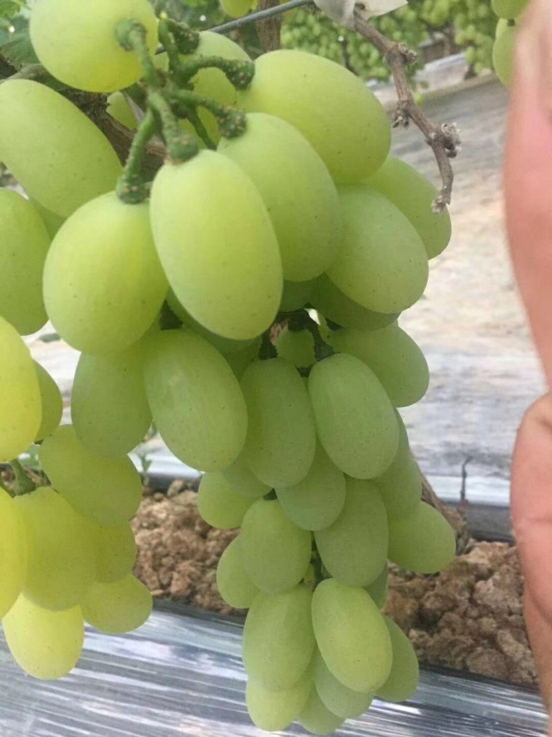 维多利亚葡萄已经成熟，老百姓急的哇哇哭，