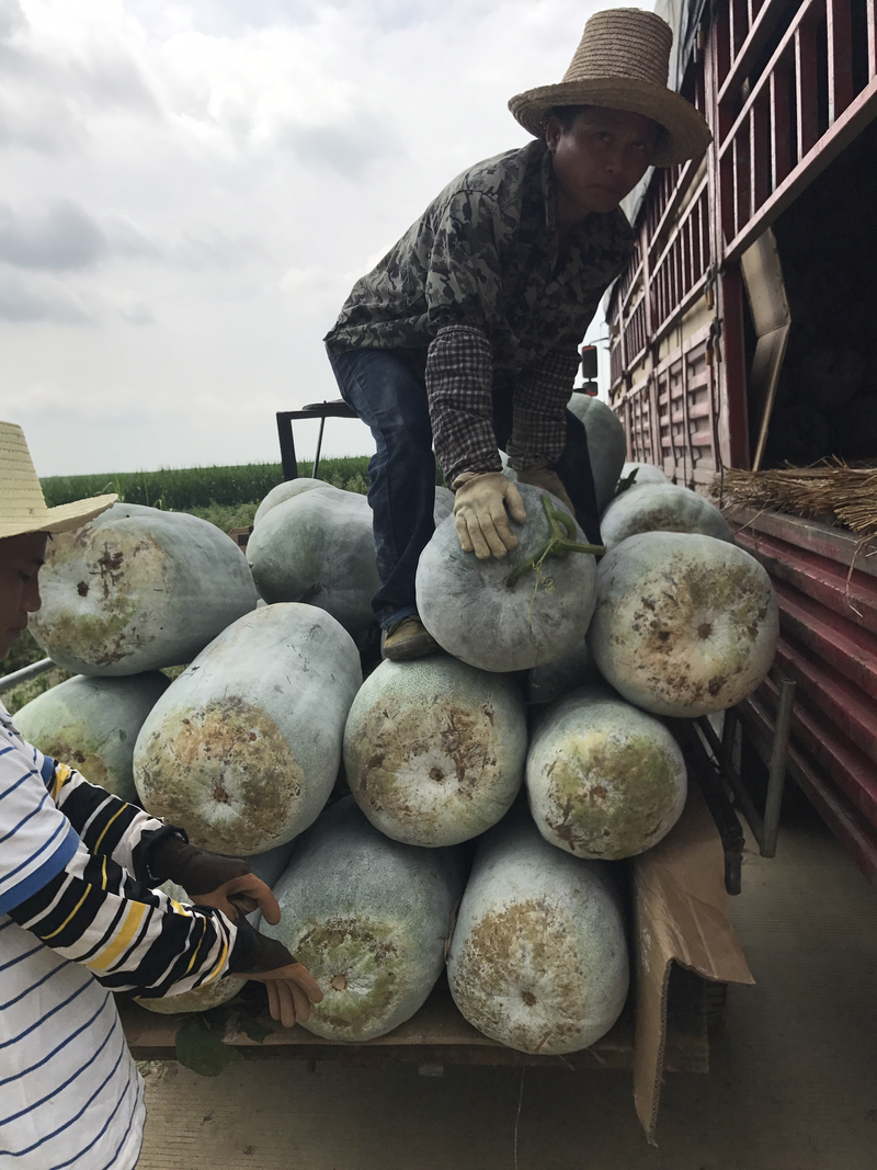 广西柳州白冬瓜大量开始上市产地一手货源价格便宜
