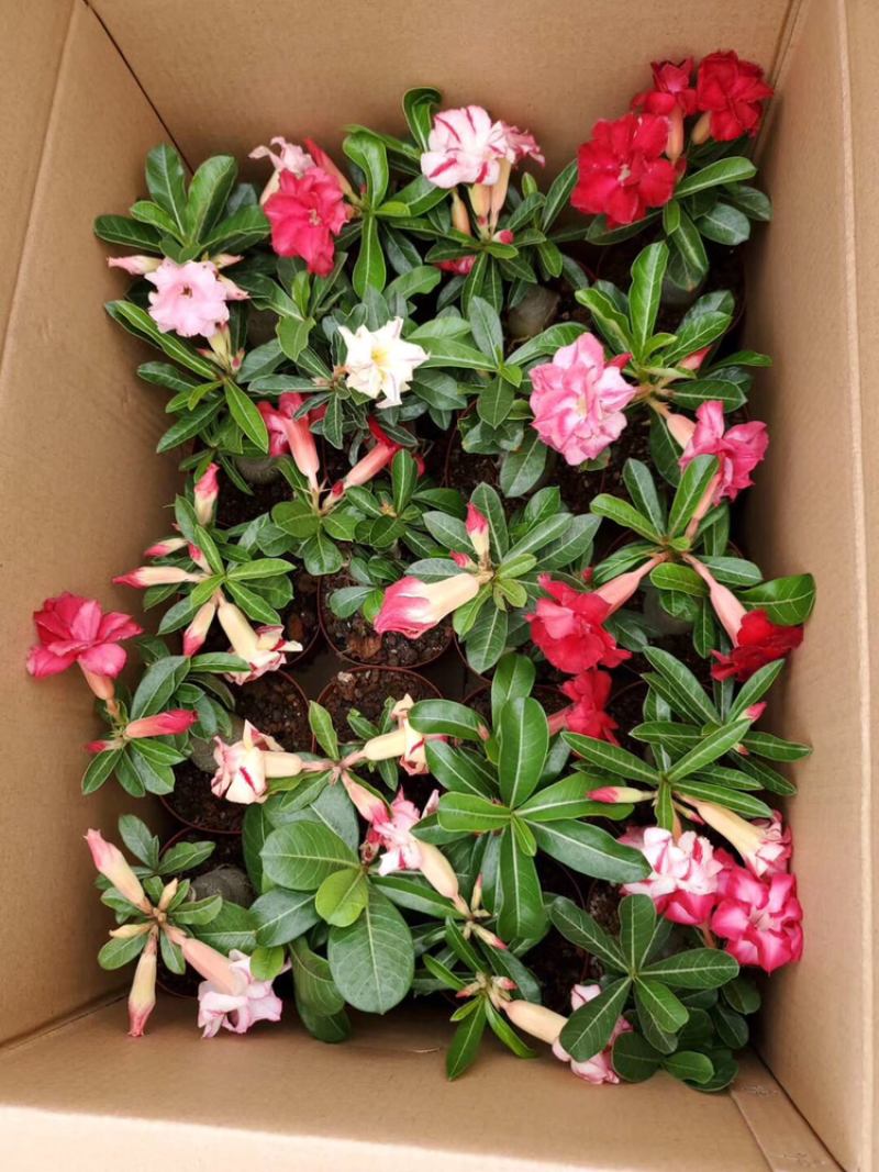 沙漠玫瑰，20装混搭