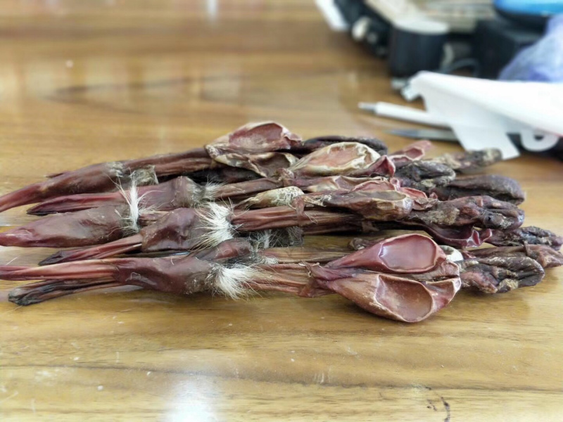 梅花鹿鹿鞭整鞭未切割