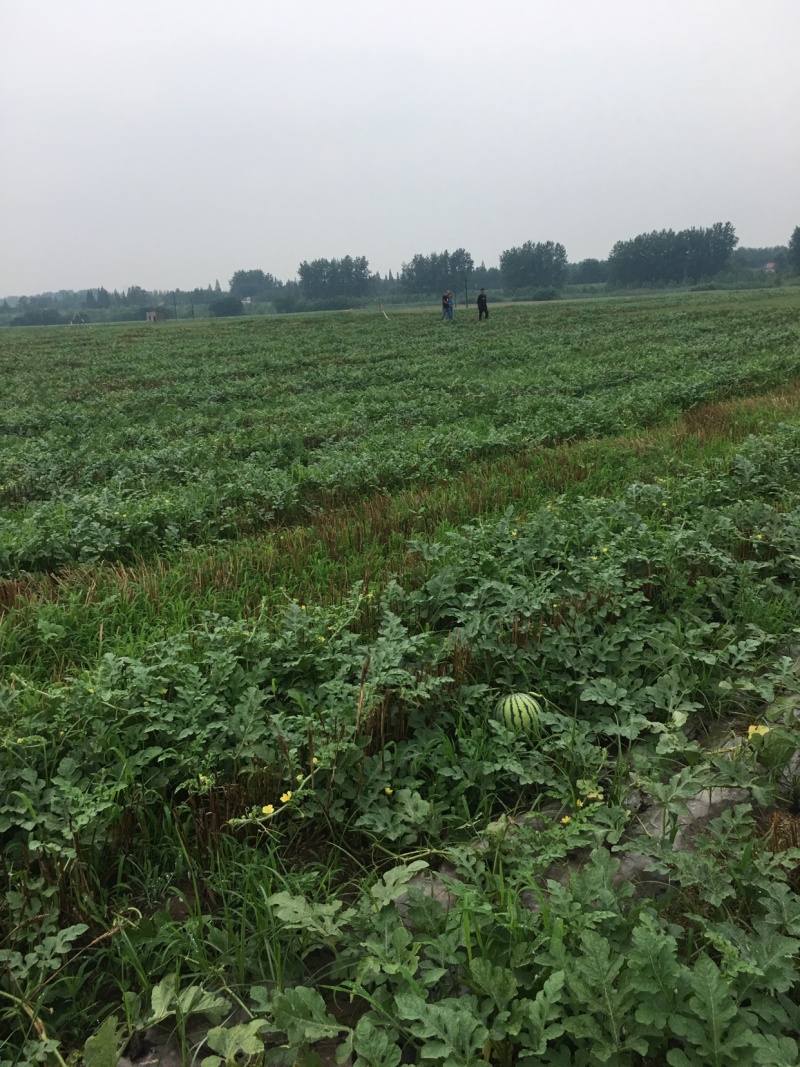 本地万亩沙田麒麟西瓜直播苗，口感好大红瓤，可视屏看货