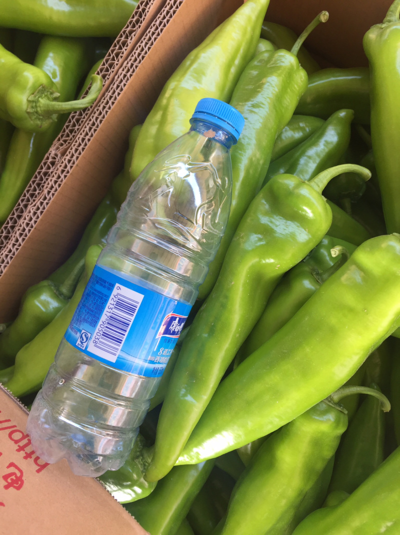 内蒙古精品螺丝椒面积大色泽好品种全菜椒辣椒尖椒
