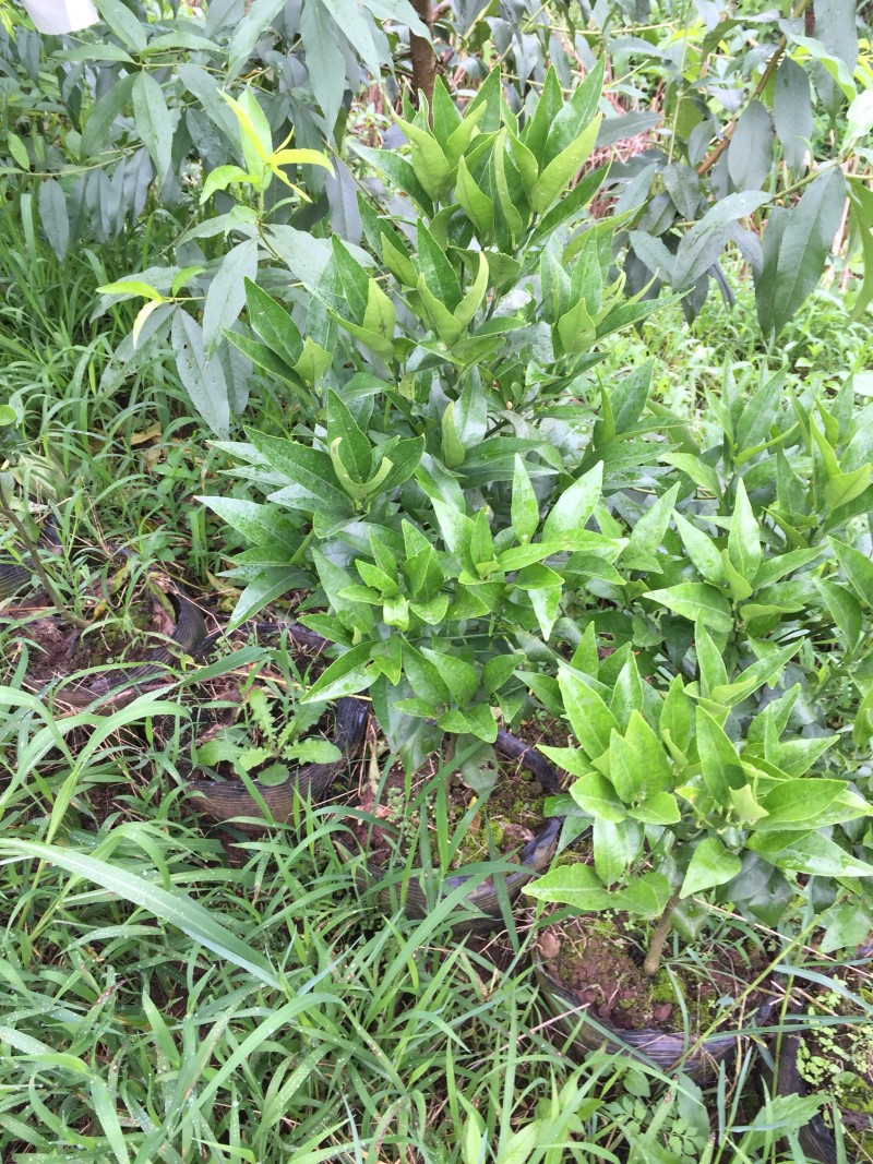 沃柑苗