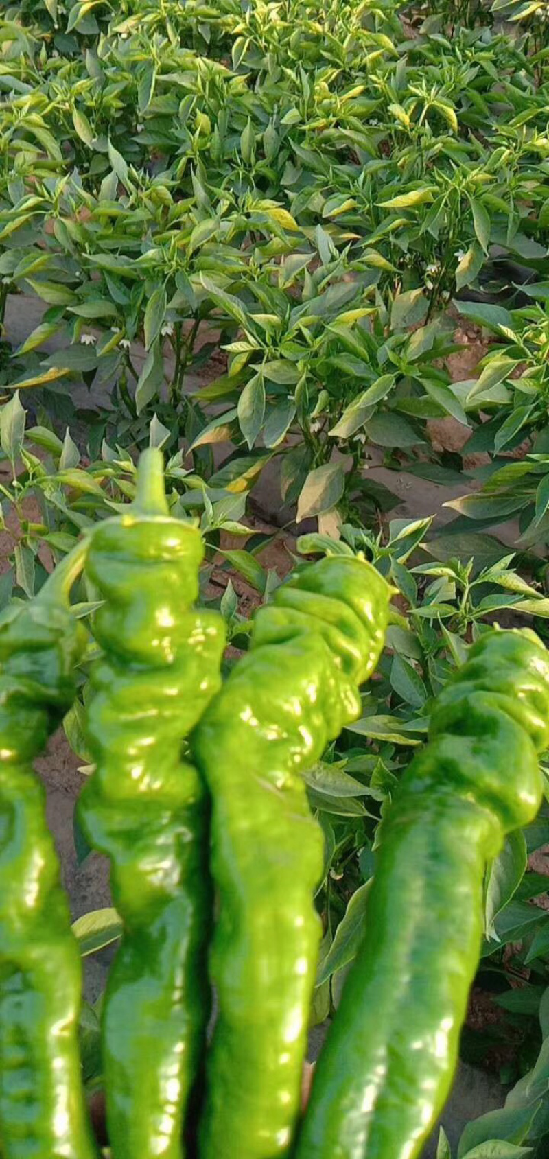 牛角椒精品青椒前旗城川辣椒面积大