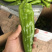 鲜辣椒陕西产地直供色泽好新鲜现摘品种齐全尖椒牛椒