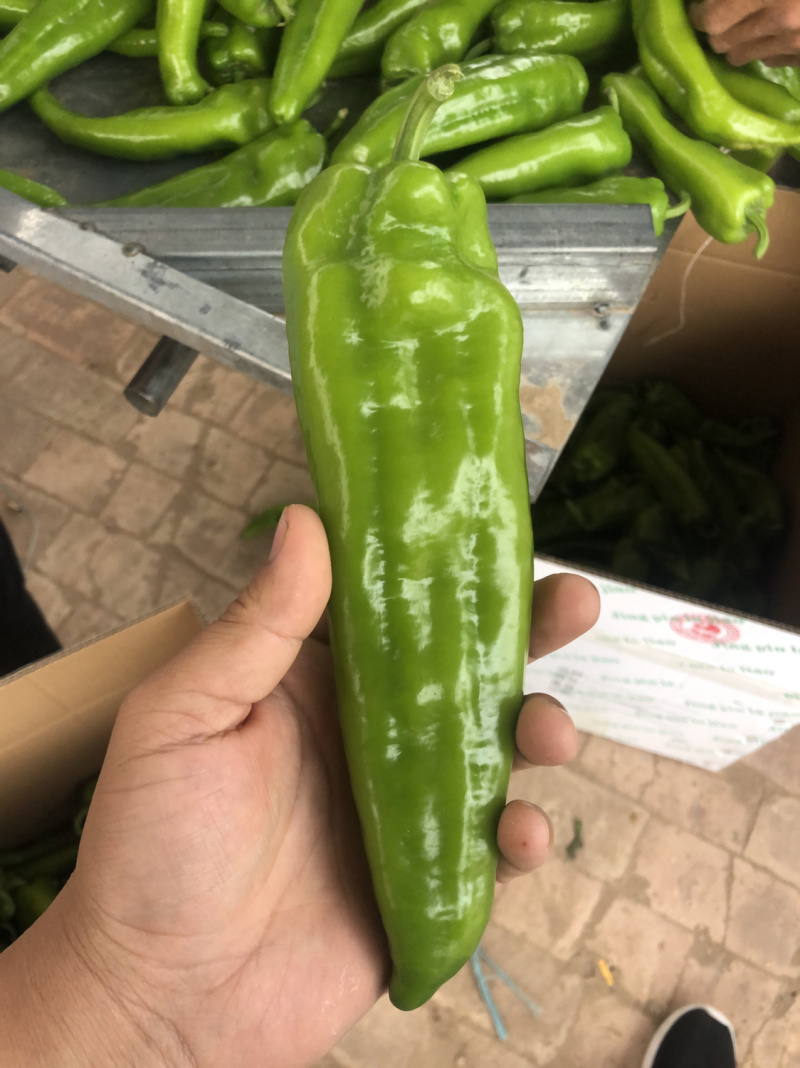 鲜辣椒陕西产地直供色泽好新鲜现摘品种齐全尖椒牛椒