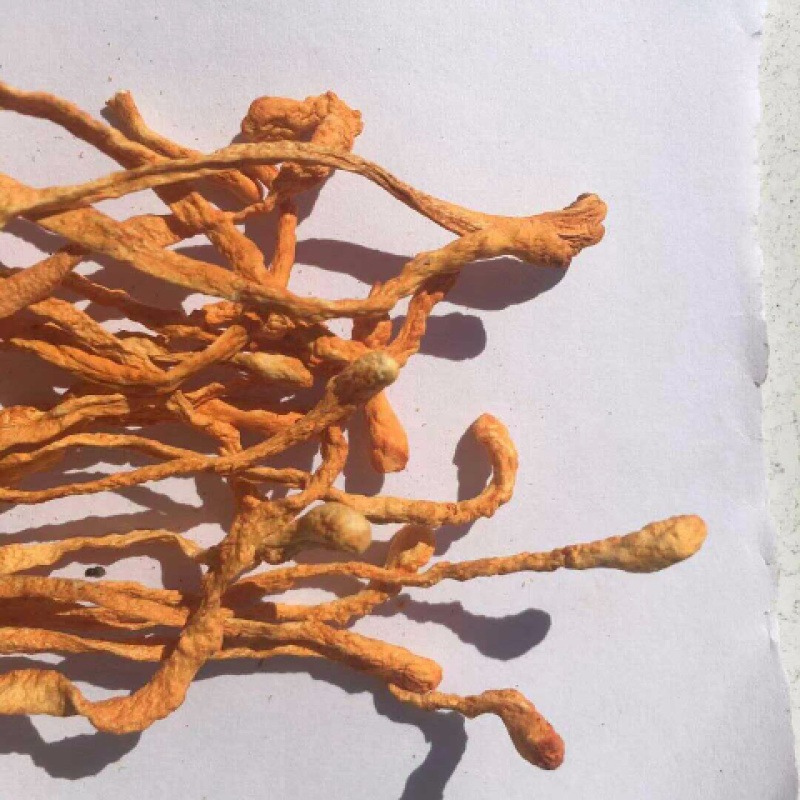 无硫虫草菇