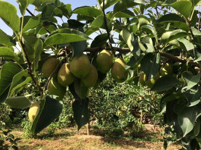 库尔勒香梨