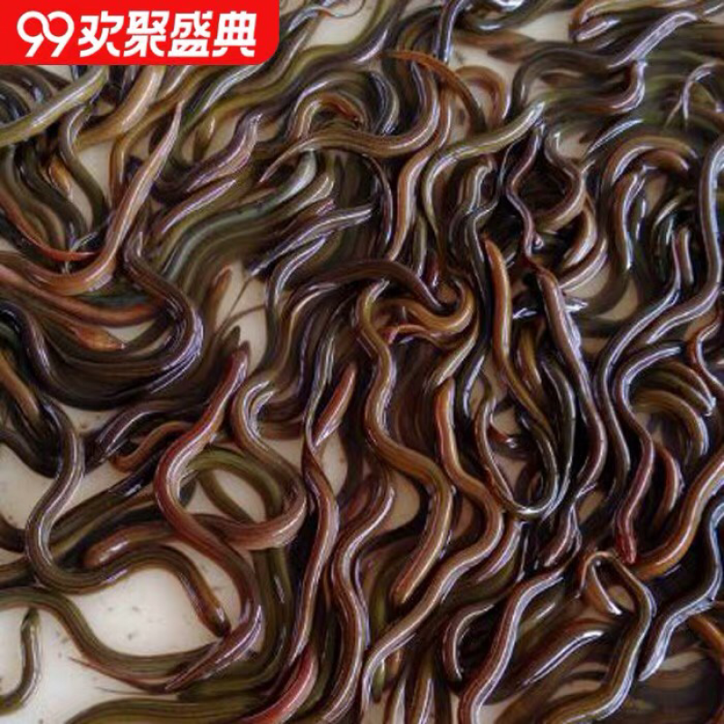 黄鳝鱼苗鳝鱼苗批发