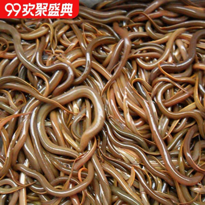 黄鳝鱼苗鳝鱼苗批发