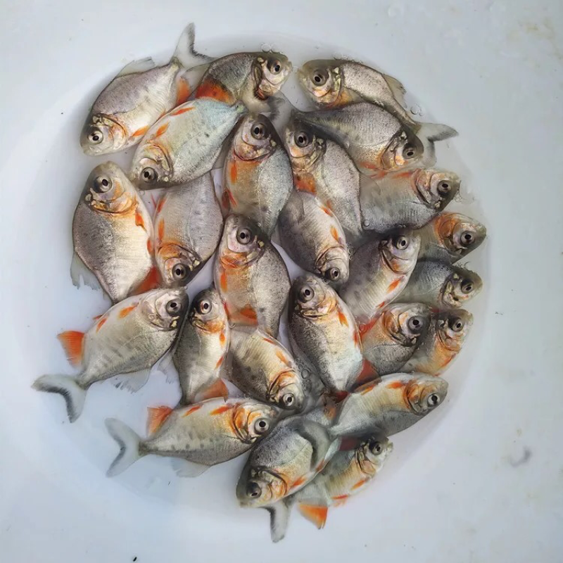 鲳鱼鱼苗优质淡水养殖鱼苗批发