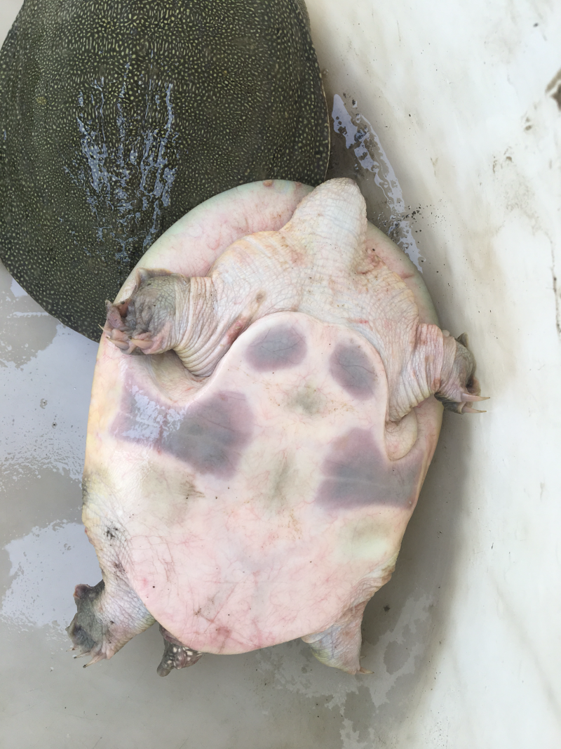 甲鱼