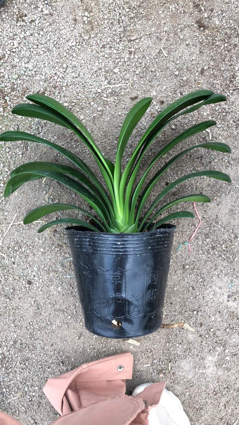 宽叶君子兰元宝君子兰批发